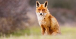 Dodatkowa akcja szczepienia lisów przeciwko wściekliźnie